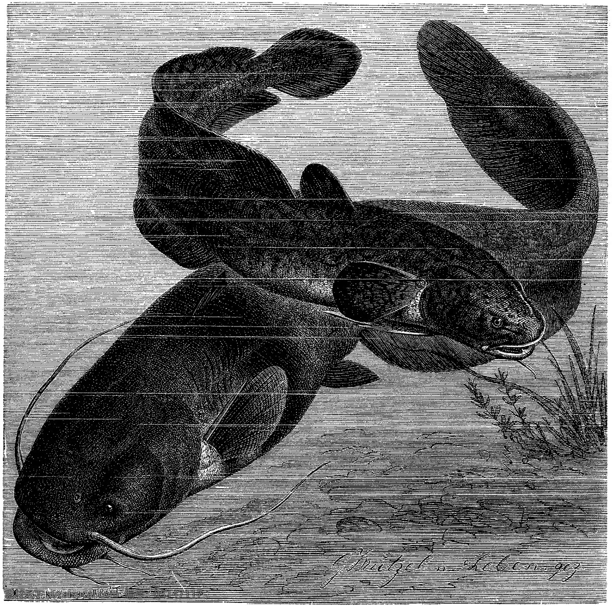 水生动物 fish 鱼 动物素描 设计素材 动物专辑 素描速写 书画美术 黑色