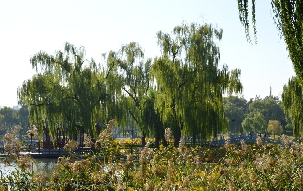 园林风景图片 园林风景 陶然亭风景 湖水 湖畔 垂柳 柳条 花草 都市风景 都市风貌 植物 园林景观 建筑园林 园林建筑