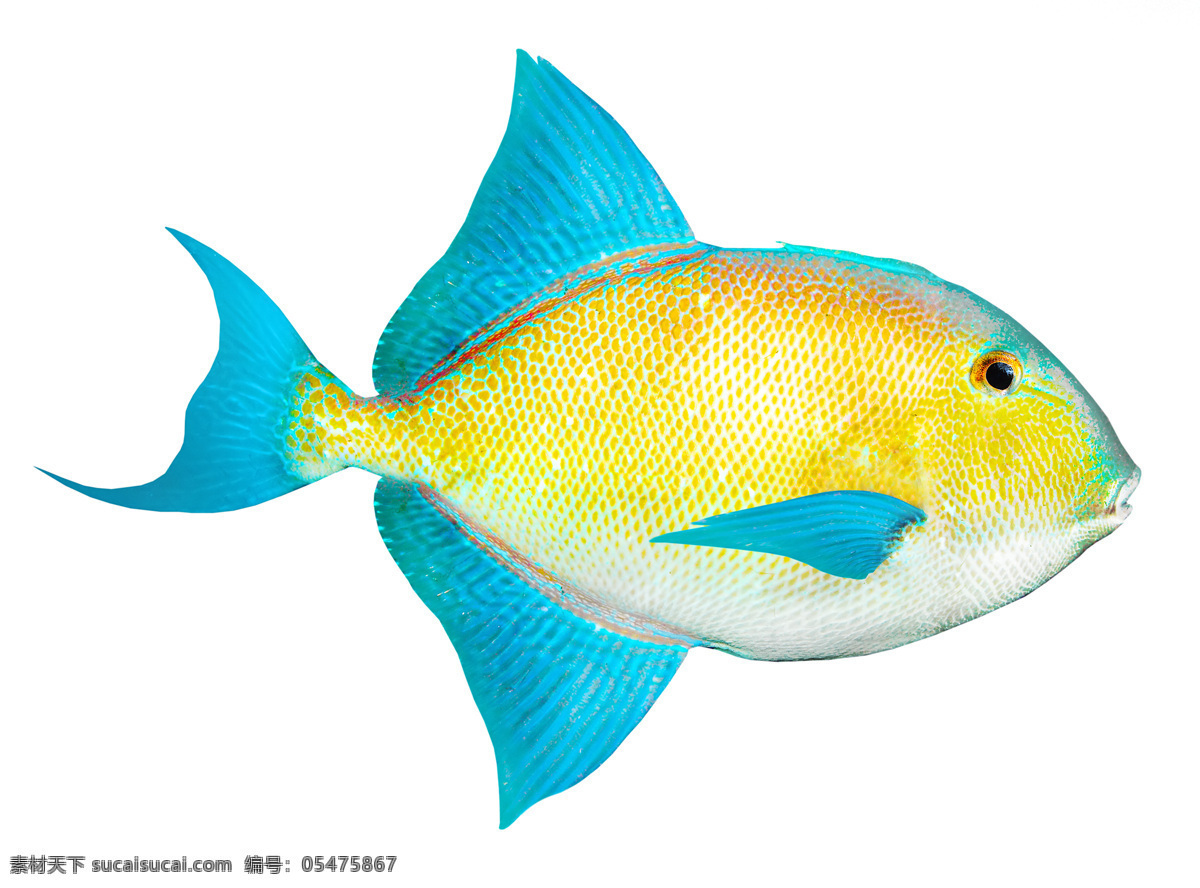 美丽 热带鱼 高清 种类 漂亮的小鱼 彩色 鱼类 动物 海鱼 白色
