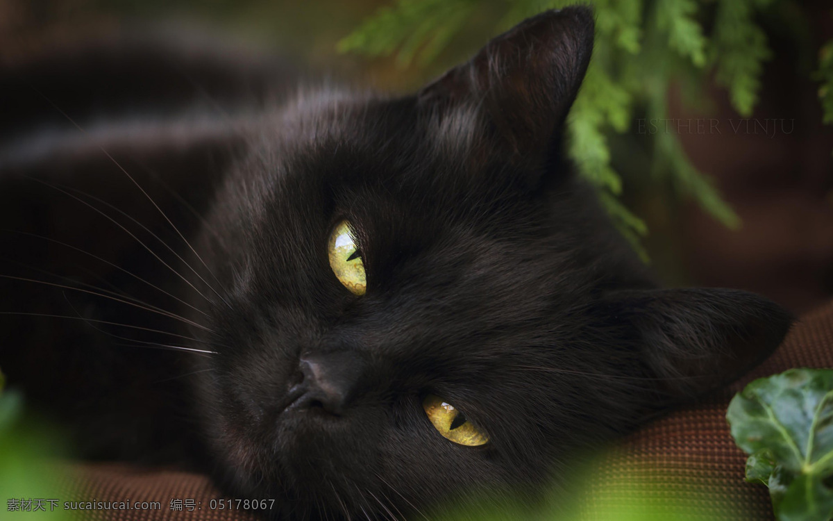 黑色 小猫 宠物 猫咪 背景 生物世界 家禽家畜