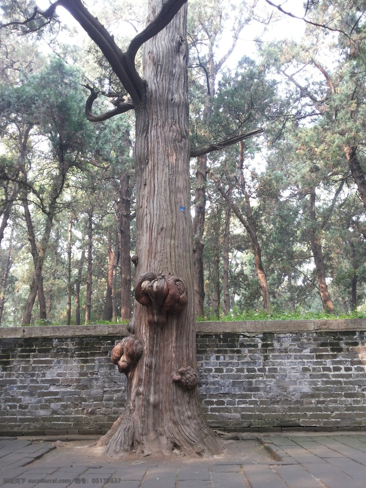 長疙瘩的古樹 古樹 孔林 陵園 曲阜 樹疙瘩 旅游攝影 人文景觀