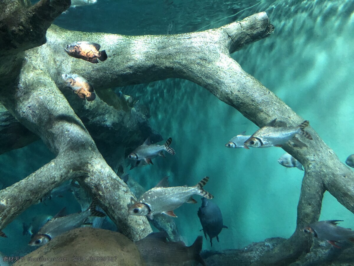 深海鱼群 深海 海鱼 鱼群 珊瑚 海洋馆 海底世界 水族馆 生物世界 海洋生物