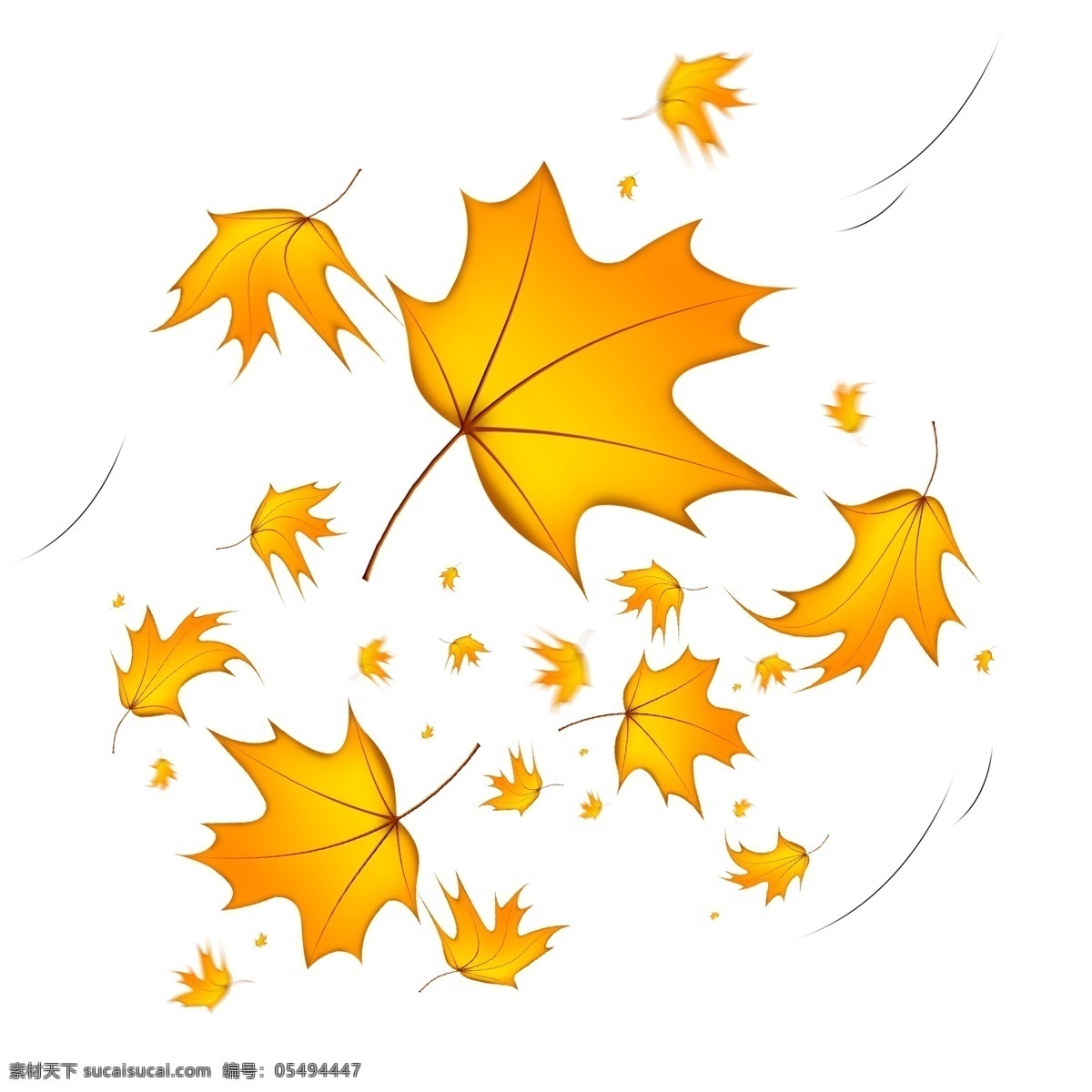 秋天 风吹 落 梧桐树 金黄 叶子 秋天落叶 梧桐树叶 树叶 金黄叶子