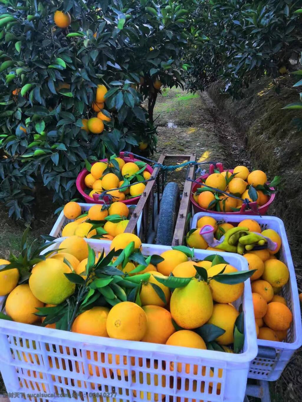 赣南脐橙图片 赣南脐橙 横塘脐橙 美味脐橙 鲜摘脐橙 鲜果 餐饮美食