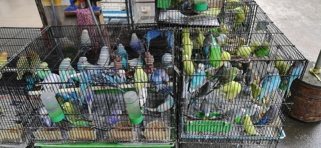 鹦鹉养殖场 鹦鹉 鸟类 鸟儿 飞鸟 动物 养殖场 花鸟市场 生物世界