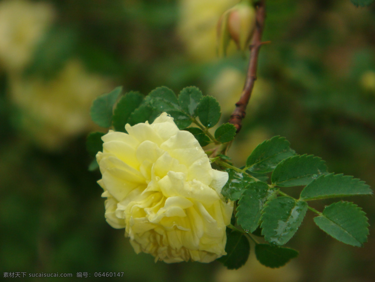 黃色 薔薇 花苞 花草 綠葉 泥土 生物世界 盛開 水滴 黃色薔薇 psd源文件