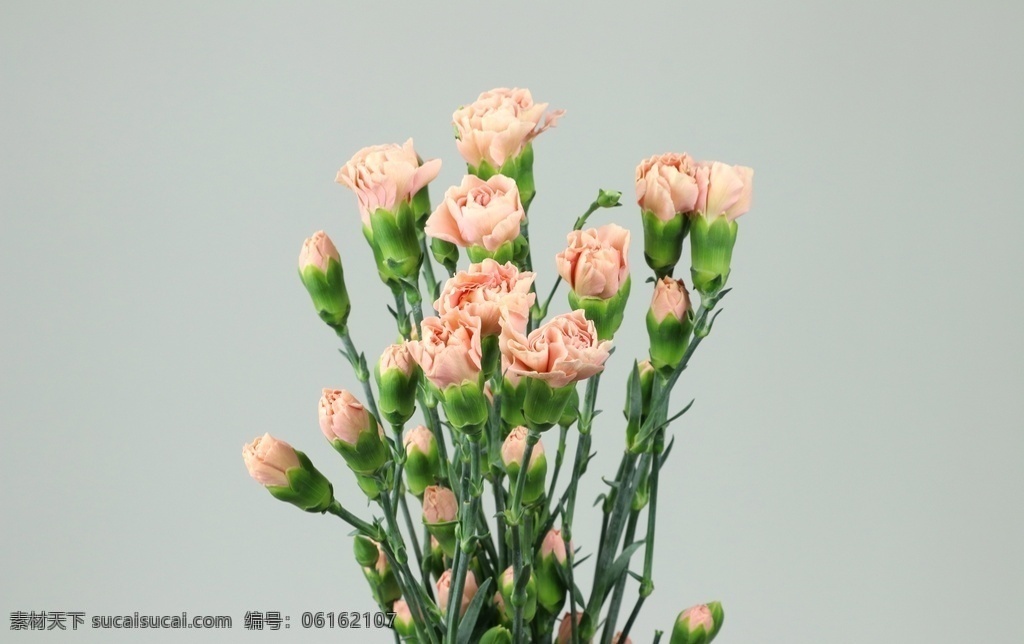 康乃馨 紫色 花束 禮品 裝飾 春天 花瓣 自然 美麗 背景 綻放 花卉 祝福 花園 植物 紅色 生物世界 花草