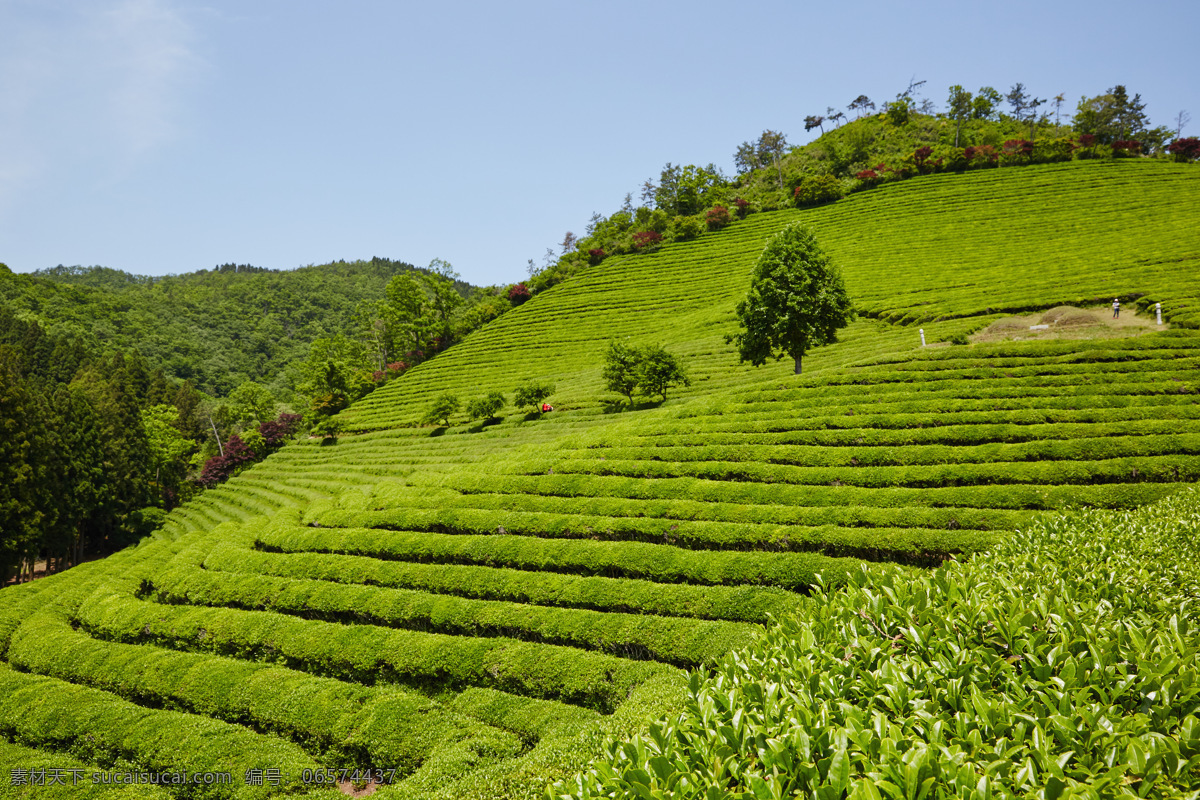 綠色 茶 自然景觀 茶園 茶場(chǎng) 茶山 茶葉 農(nóng)業(yè) 茶葉種植 采茶 田園風(fēng)光 有機(jī)茶 西湖龍井 山村 鄉(xiāng)村 旅游 自然風(fēng)景