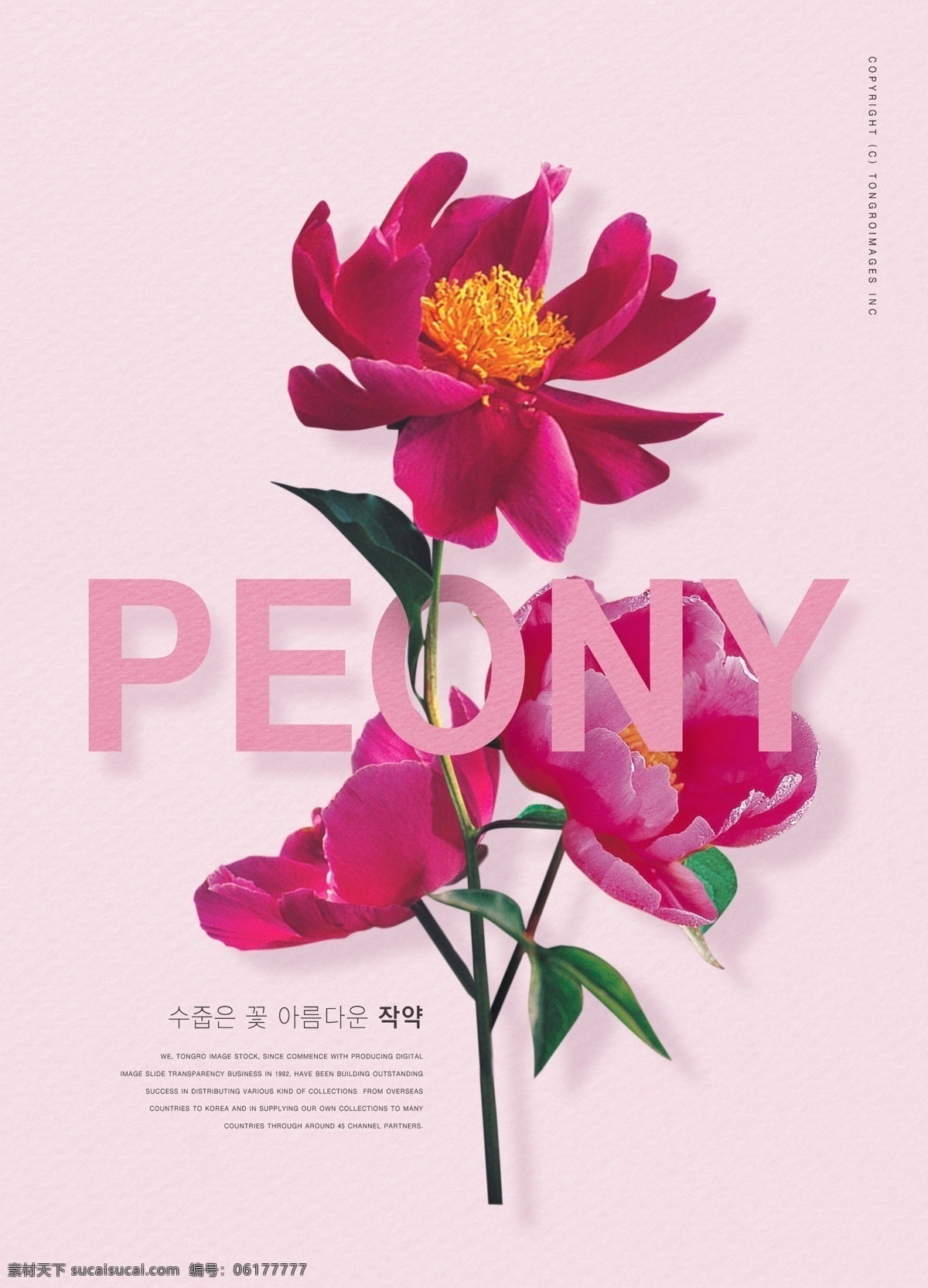 粉色 韓 系 紅花 促銷 紅色 促銷海報(bào) 清新海報(bào) 清新 psd源文件 粉色海報(bào) 韓系海報(bào) 外國海報(bào) 韓系花朵海報(bào) 花朵海報(bào) 鮮花海報(bào) psd海報(bào) 花朵海報(bào)模板 花朵海報(bào)展板 漂亮