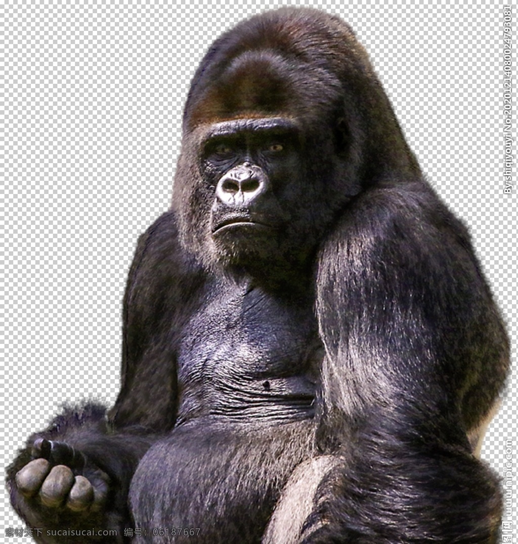 猩猩图片 猴子 黑猩猩 狒狒 猩猩 猴 猿猴 长臂猿 猕猴 野猴 小猴子 金丝猴 大猩猩 png图 透明图 免扣图 透明背景 透明底 抠图 生物世界 野生动物