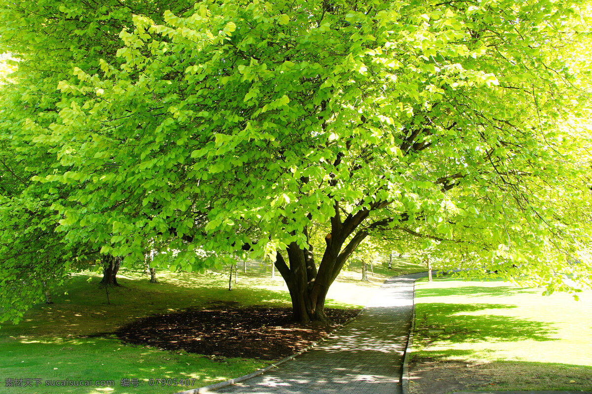 澳洲 塔斯马尼亚 植物 蕨类 绿叶树 旅游 风光 风景 国外风景 国外旅游 旅游摄影 绿色
