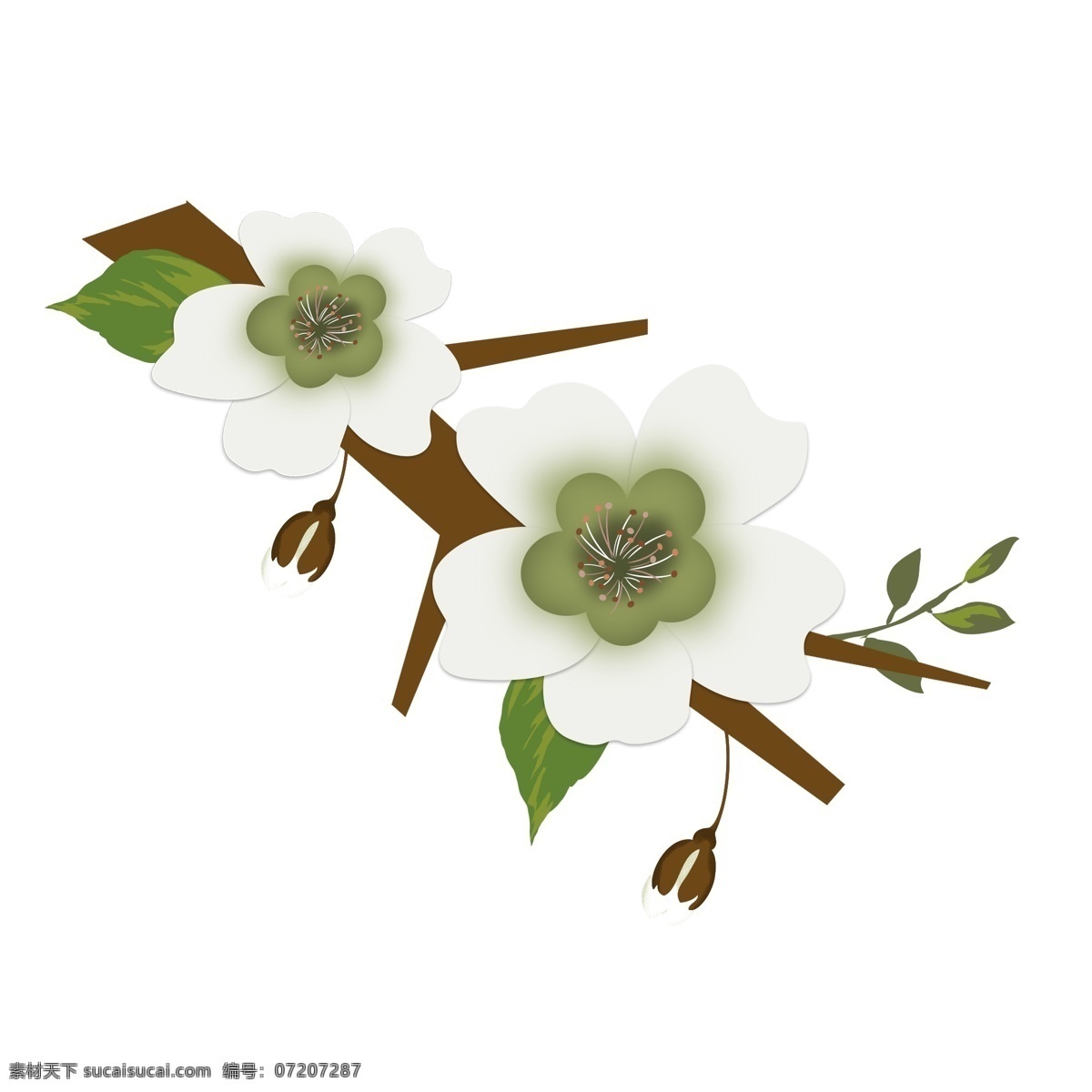 梨花 白色 花朵 花枝 花卉 手绘 简约 风 白色花朵 花枝花卉 手绘花朵 春天