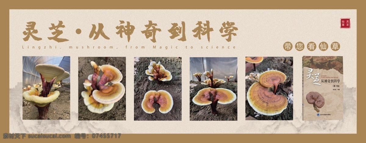 靈芝 中式 海報 展板 靈芝海報 靈芝燈箱 靈芝展板 靈芝展架 靈芝掛畫 靈芝單頁 靈芝批發(fā) 名貴中藥靈芝 靈芝養(yǎng)生 野生靈芝 靈芝廣告 靈芝宣傳 靈芝掛圖 中藥靈芝 靈芝功效 靈芝作用 靈芝藥店 靈芝宣傳單 分層