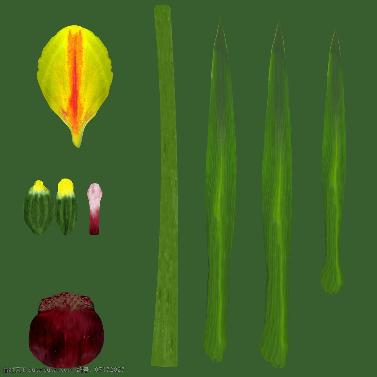 gem bright batalinii tulipa 巴 塔林 郁金香 植物模型 花卉草 3d模型素材 動植物模型