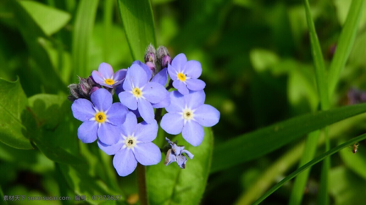 蓝色 勿忘我 鲜花 美图 蓝色鲜花 勿忘我鲜花 蓝色小花 蓝色花朵 花卉 美丽花朵 花之物语 花瓣 美丽的鲜花 园林 园艺 生物世界 花草
