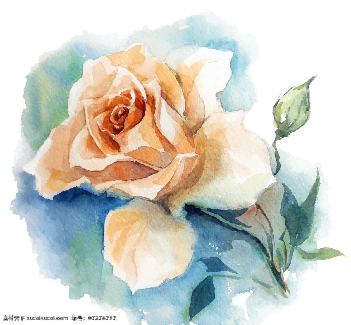 水彩 绘 时尚 白 玫瑰花 插画 植物 水彩绘 手绘 白玫瑰