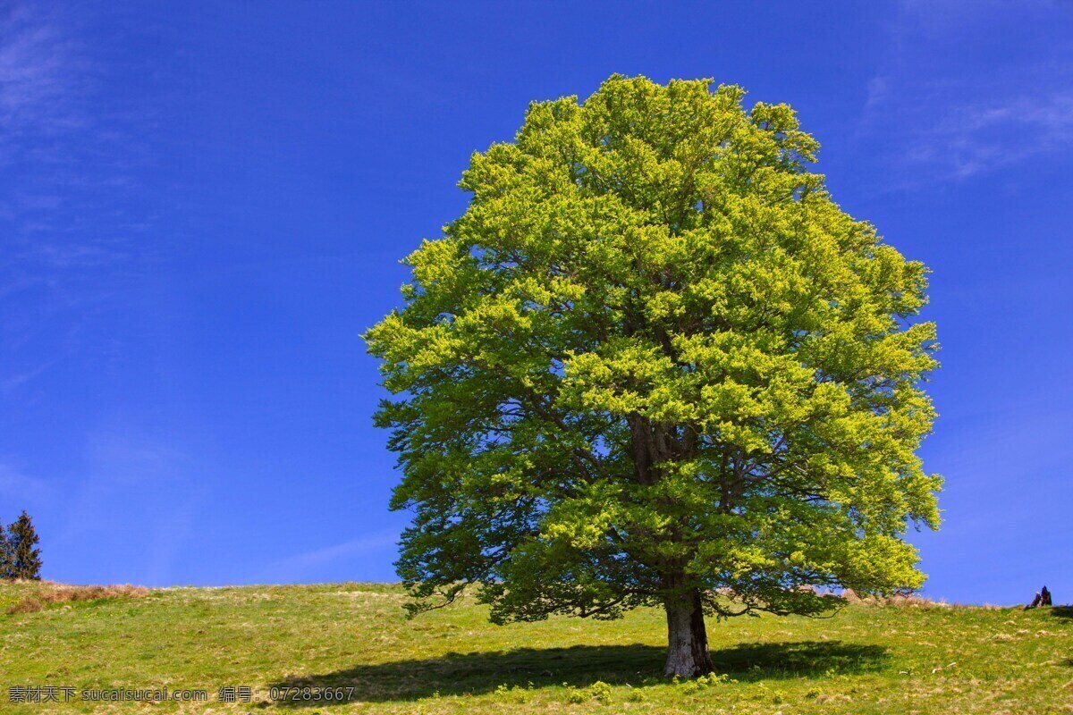 天空 草地 树 景观 背景 壁纸 自然 海报 自然背景 环保 生态 云彩 白云 蓝天 渐变 草 草原 植物 蓝色 绿色 光 光线 光影 阳光 树木 影子