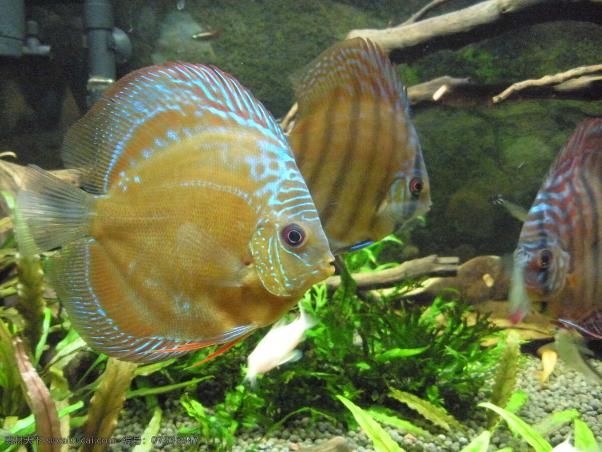 七彩魚兒 海底魚 海洋 漂亮 可愛 小魚 海洋生物 生物世界