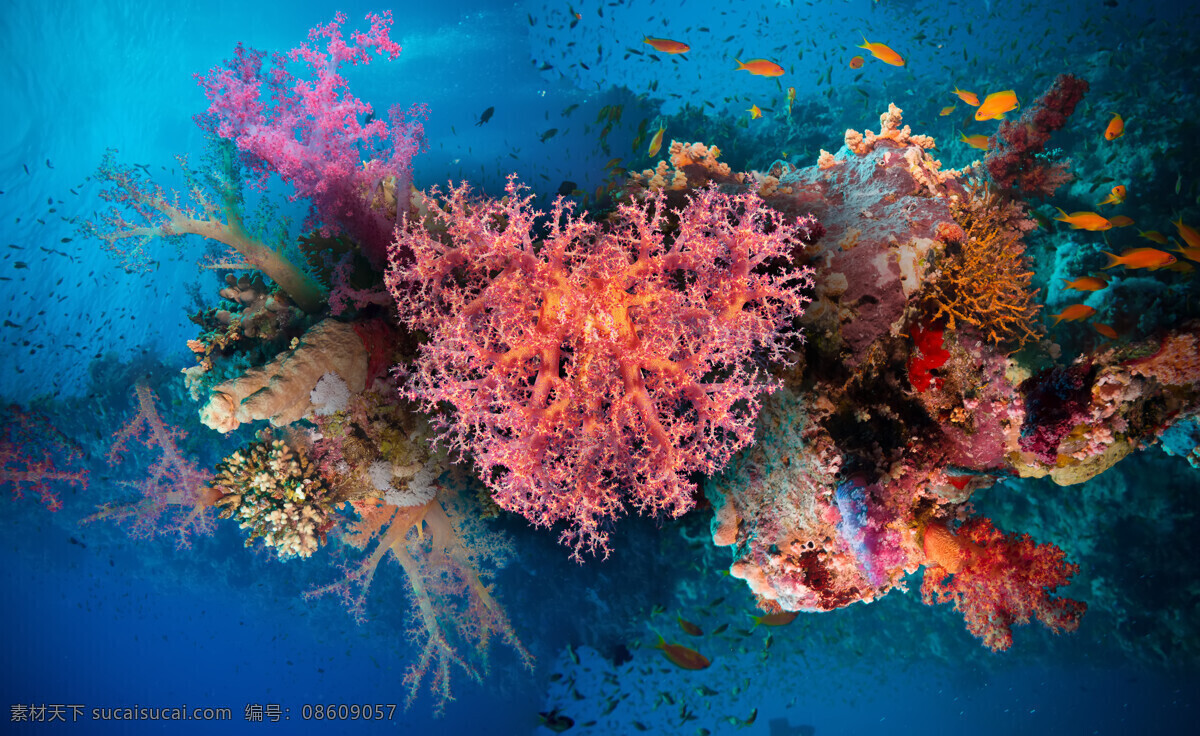 美丽 海底 世界 景观 高清 珊瑚 海鱼 鱼类动物 海底世界 海洋生物 美丽风景 动物图片 蓝色