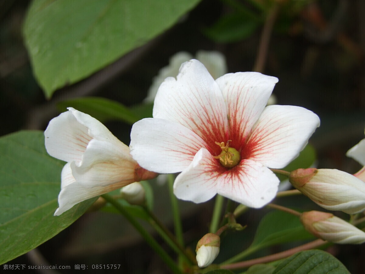 油桐花朵 植物素材 植物 乔木 乔木素材 乔木图片 油桐 生物世界 花草