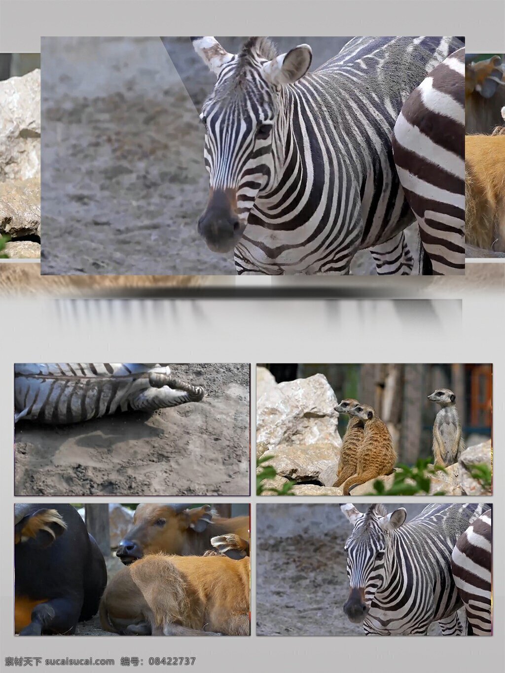 各种 非洲 动物 视频 实拍 高清 斑马 高清素材 视频实拍
