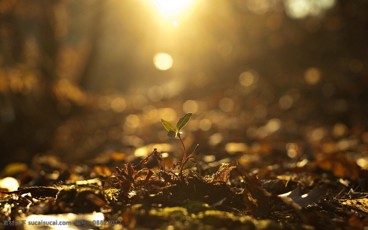 唯美 意境 秋天 黄昏 高清 背景 免费 嫩芽 摄影素材 树林 阳光 背景图片