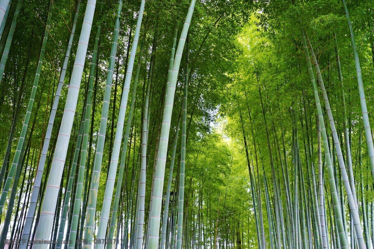 竹子 竹林 景色 高清 梦幻背景 绿色 竹林图片 绿色竹林 竹节 青竹 植物 生物世界 树木树叶