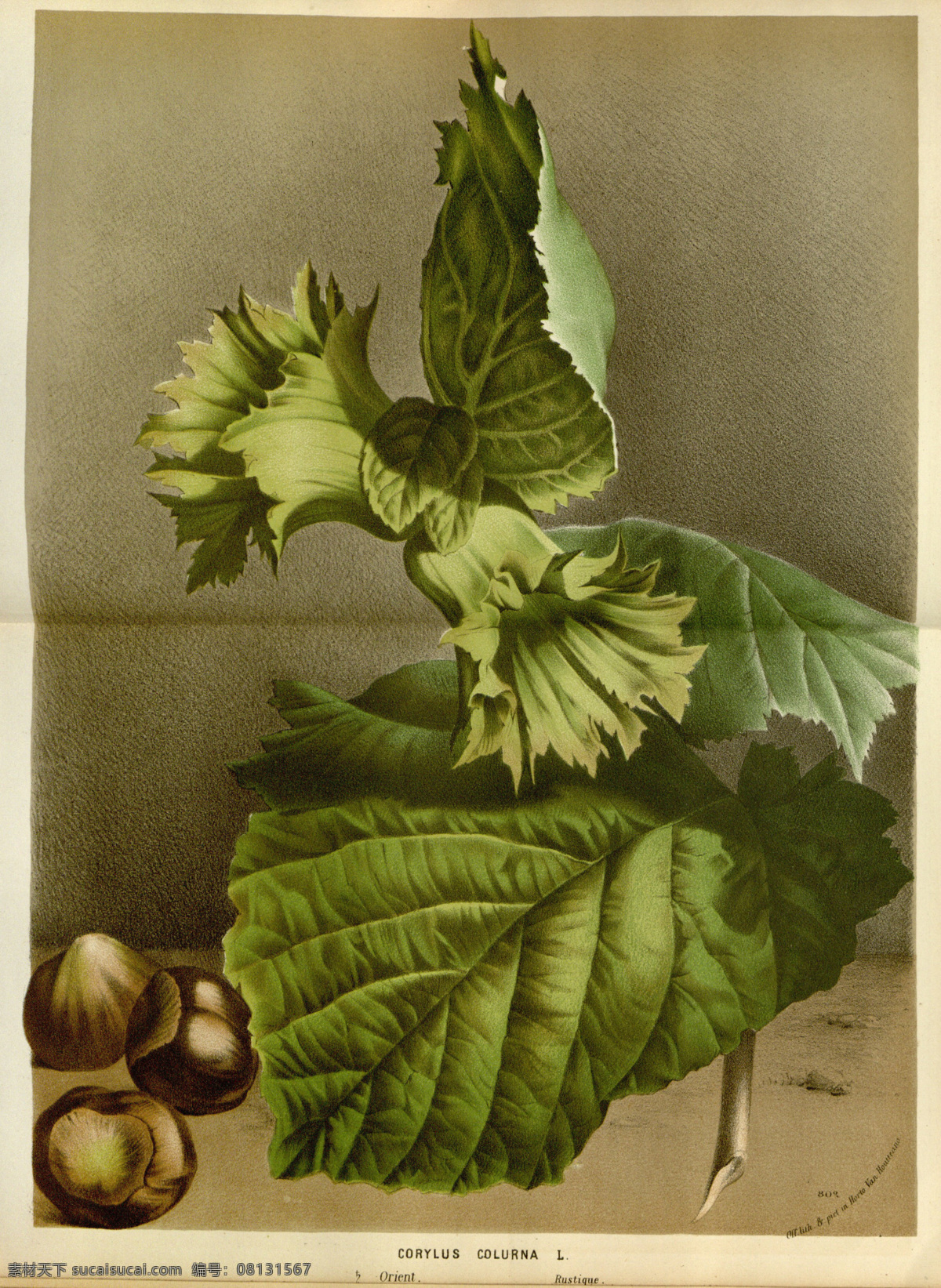 油畫 歐美 裝飾畫 植物 現(xiàn)代 文化藝術(shù) 繪畫書法