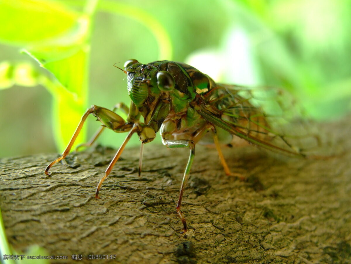 知了 蟬 秋蟬 昆蟲 生物世界 黃色