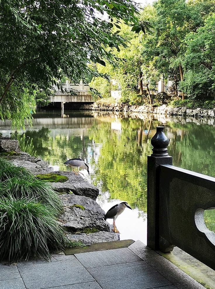 水鳥圖片 鳥 流水 小橋 樹木 綠陰 自然景觀 建筑景觀