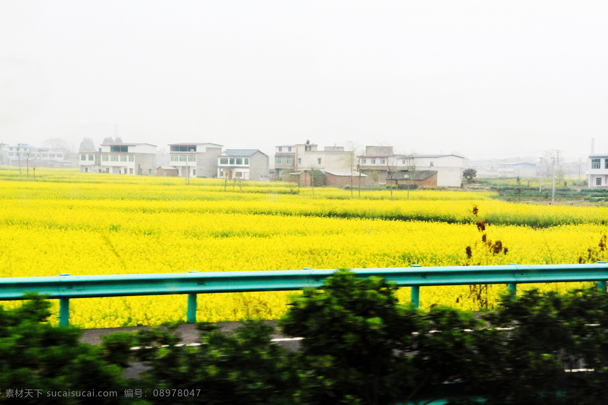 油菜花 油菜地 油菜 菜花 田野 田園 春天 綠色 自然景觀 田園風光
