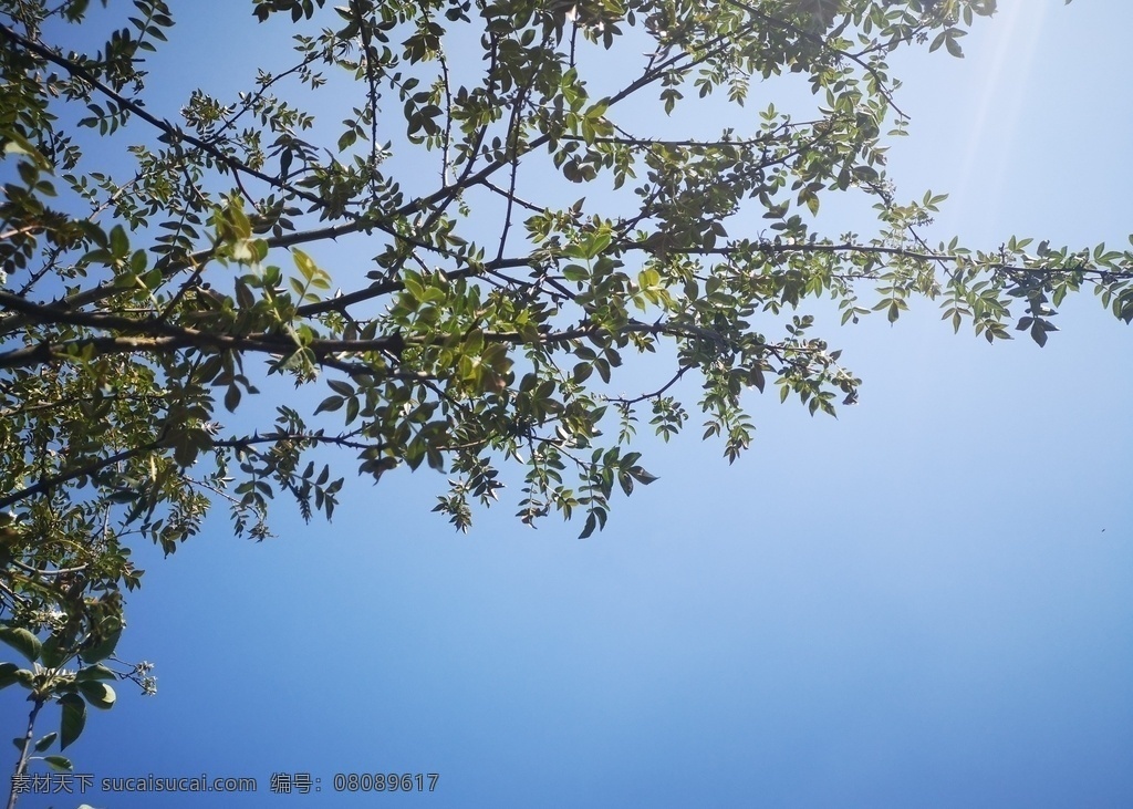 花椒樹(shù) 花椒 藍(lán)天 綠葉 花椒葉 花椒芽 樹(shù)枝 春天 自然景觀 田園風(fēng)光