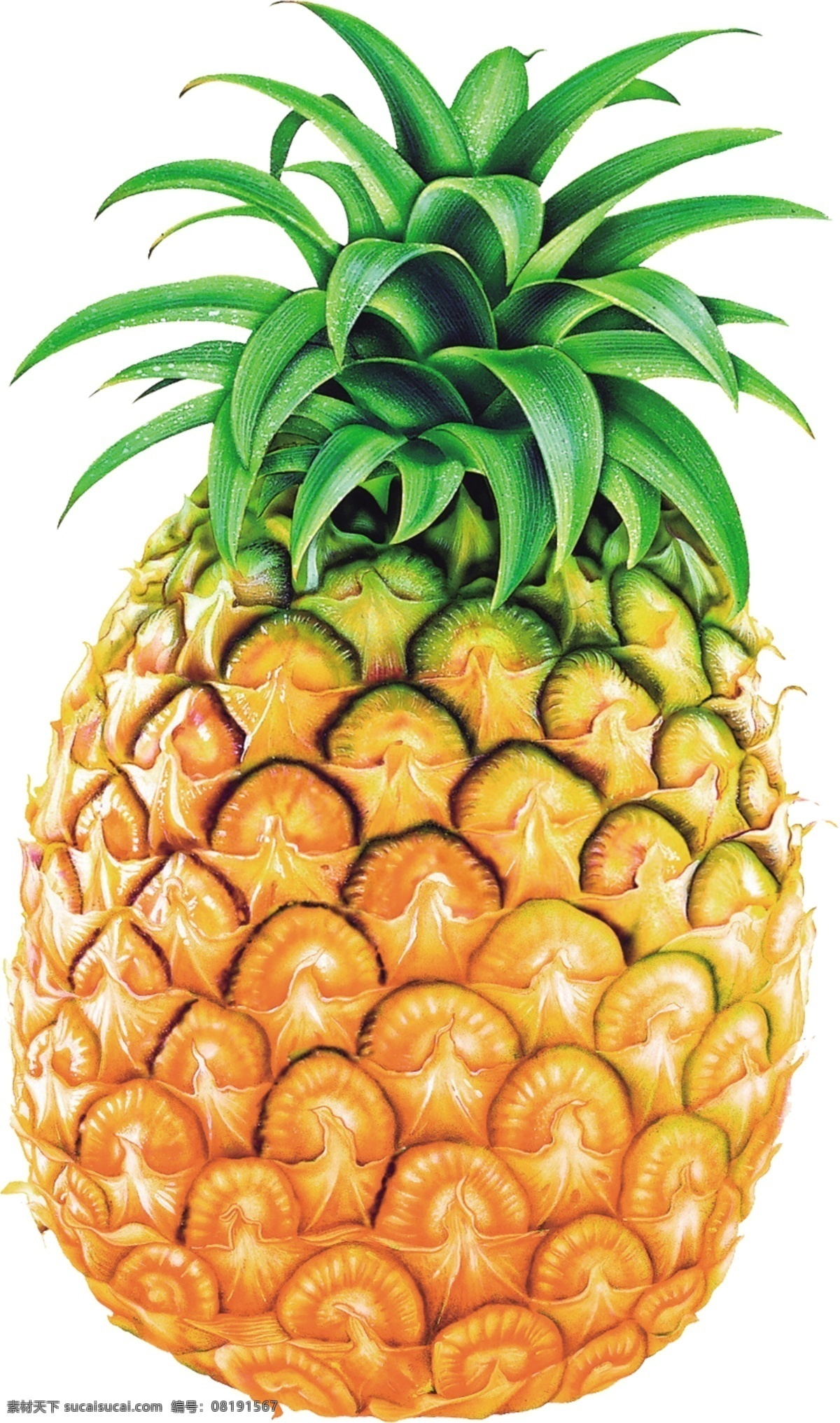 菠蘿 扣 完 分層 直接 鳳梨 源文件庫(kù)