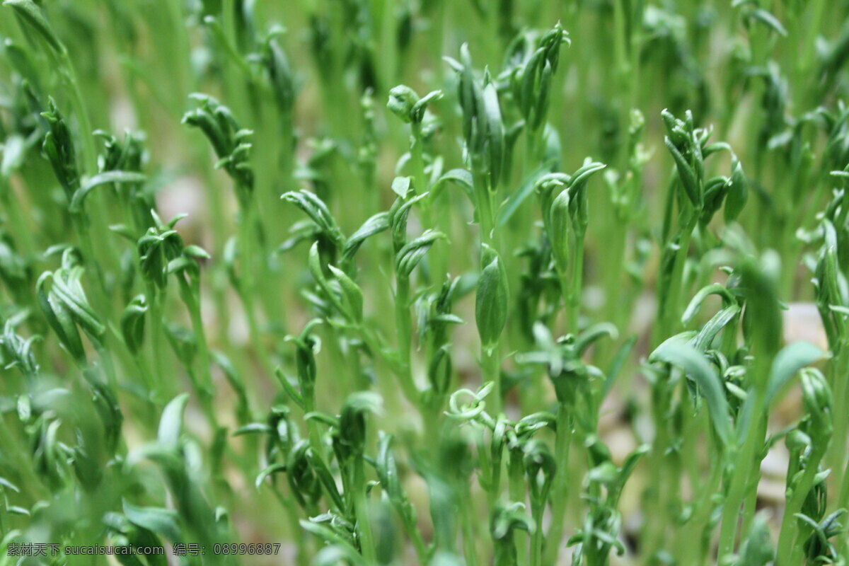 松柳芽苗菜 松柳 芽苗菜 蔬菜世界 蔬菜 生物世界