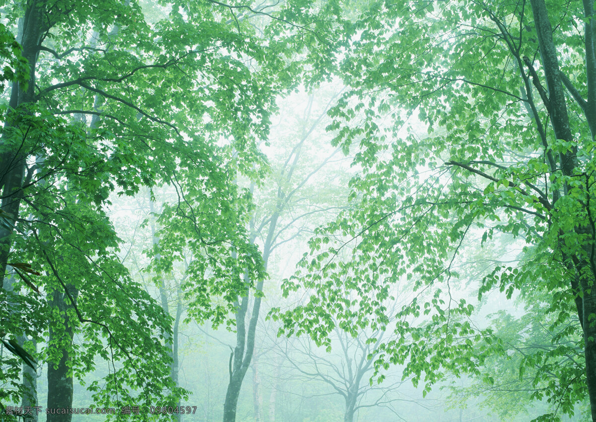 樹林圖片 森林樹木 樹林風景圖片 樹林高清圖片 樹木樹葉 植物素材 生物世界 高清圖片 花草樹木