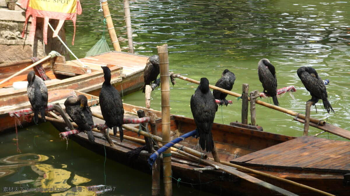 西塘鸬鹚 鸬鹚 鸟类 生物世界