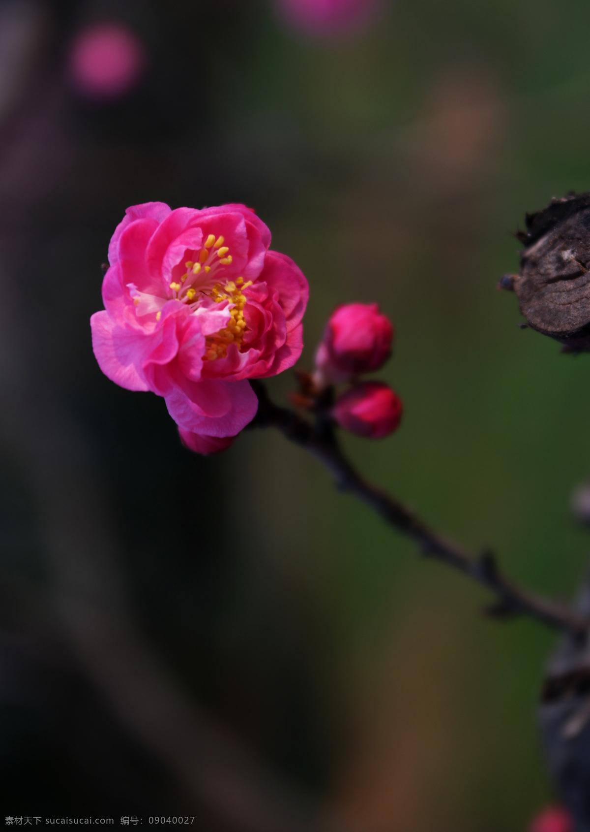 梅树 梅花树 梅花 花儿 花朵 红花 花蕊 花瓶 花瓣 花卉 一枝花 白梅 红梅 蓝天 白云 生物世界 花草