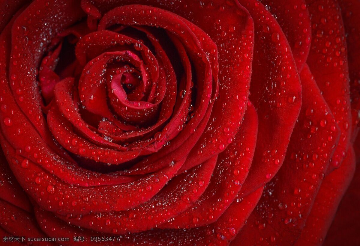特写 红色 玫瑰 娇艳 露珠 自然 花瓣 壁纸 花园 自然景观 自然风景