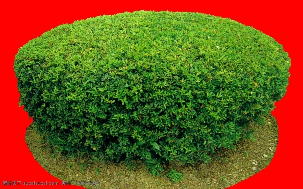 灌木 效果圖 植物 配景 園林植物 配景素材 園林 建筑裝飾 設(shè)計(jì)素材 3d模型素材 室內(nèi)場(chǎng)景模型
