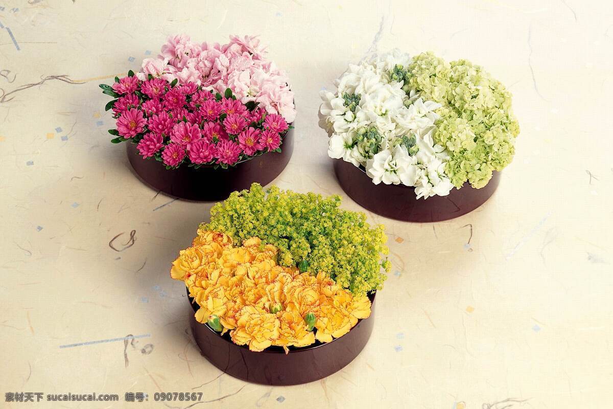花卉艺术 花 盒子 背景 花苞 生物世界 花草
