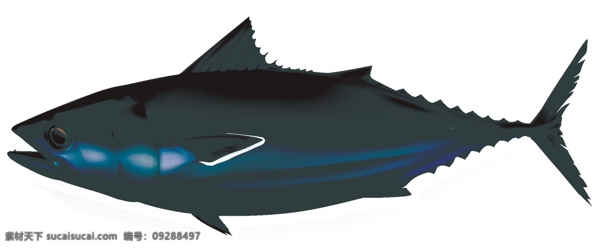 金枪鱼图片 金枪鱼 多宝鱼 海鱼 深海鱼 鱼矢量 鱼图案 鱼壁画 生物世界 海洋生物