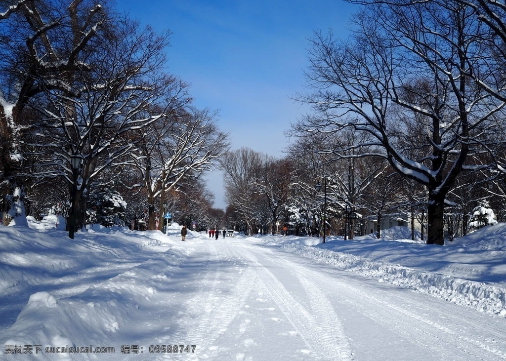 北海道大学 雪景图片 北海道 雪景 下雪 蓝天 旅游摄影 国外旅游