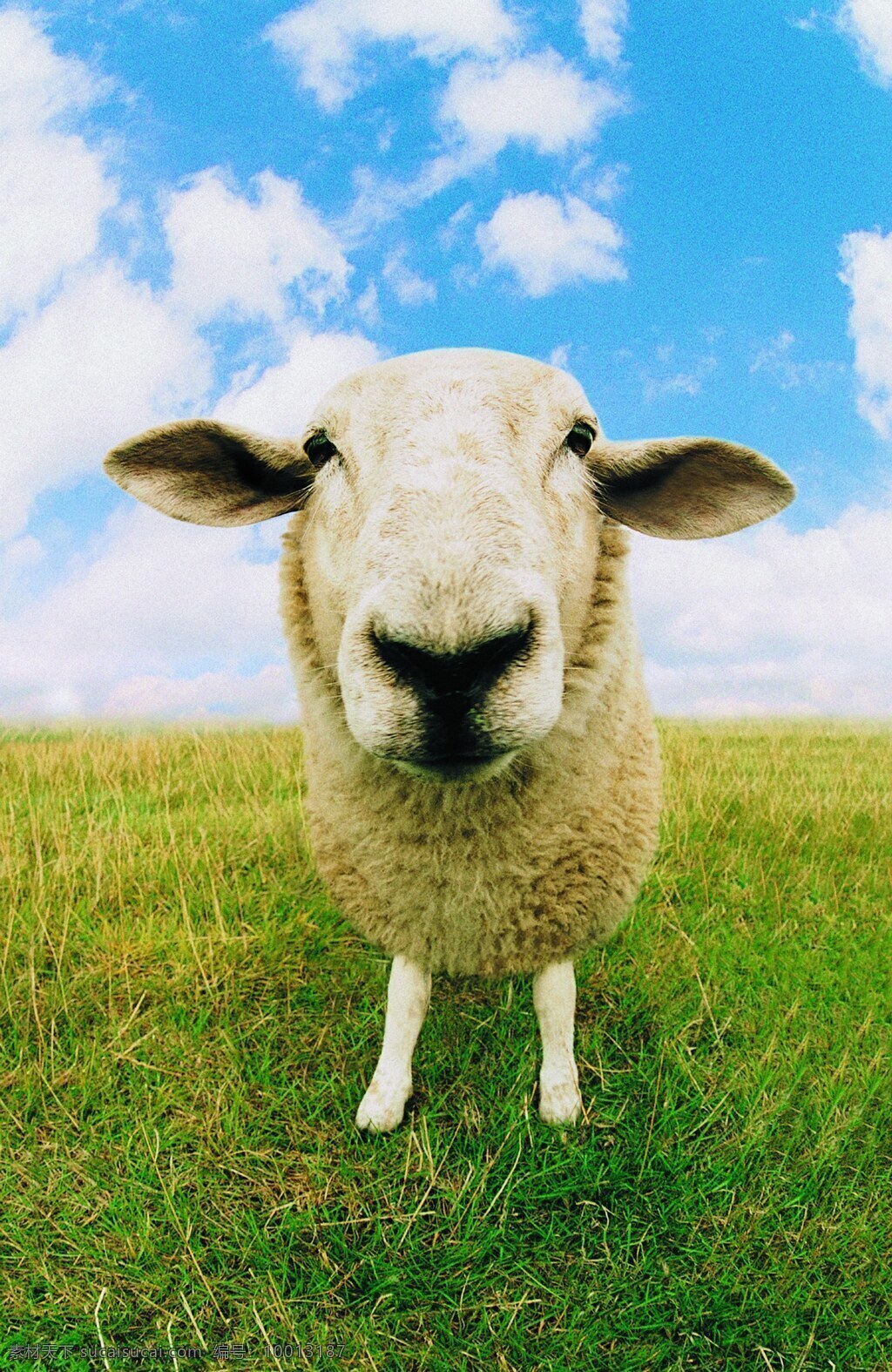 羊 绵羊 家畜 动物 绿色