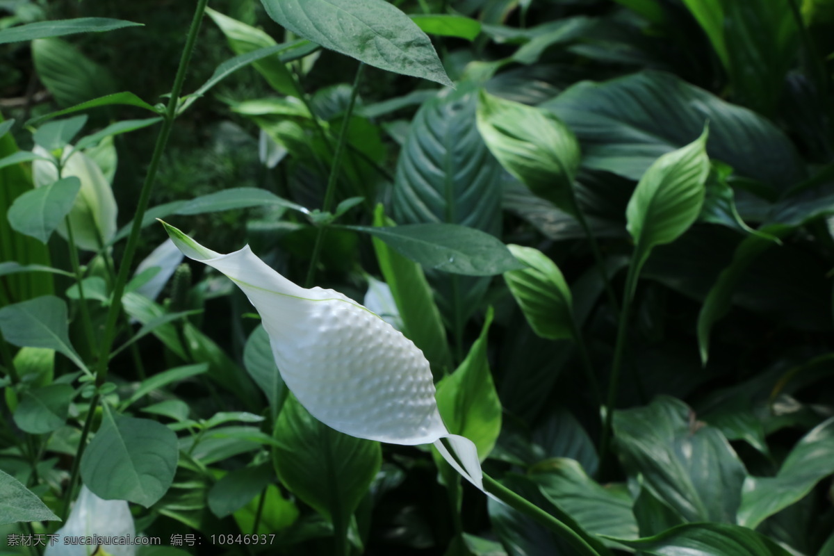 白鹤芋图片 白鹤芋 苞叶 白掌 苞叶芋 花卉 花儿 花草 植物 园林绿化 绿化景观 花朵 花卉大观园 生物世界