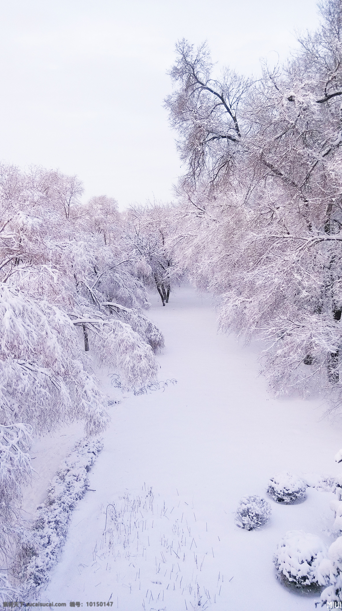大雪 无垠 白色 冬天 大雪无垠 白色的冬天 雪 暴雪 松树 雪松 北国风光 雾凇 树林 雪景 冰雪 自然景观 自然风景