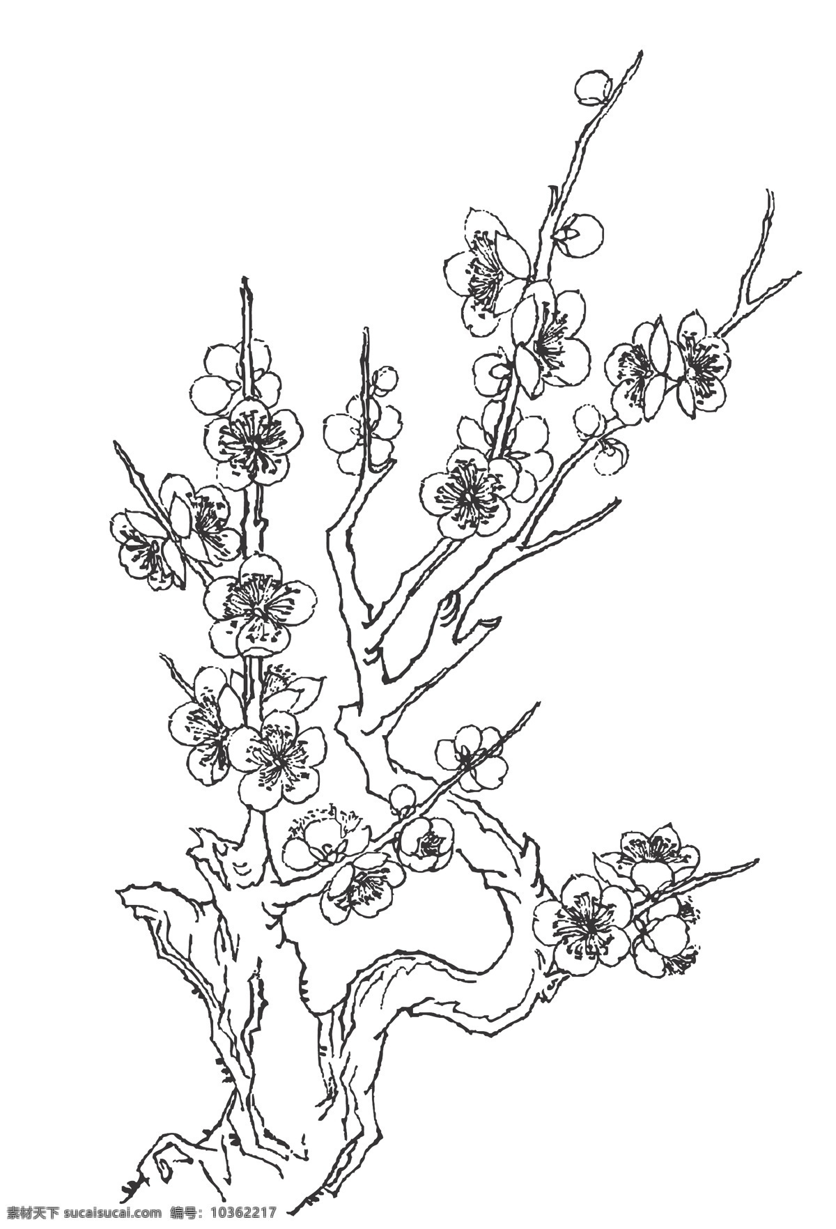梅花 國畫藝術 冬春季開花 止咳 止瀉 生津 止渴 高潔 堅強 謙虛 立志奮發(fā) 喜暖 耐寒 怕積水 植物 花卉 線條 矢量 插畫 白描 花卉白描圖 生物世界 花草
