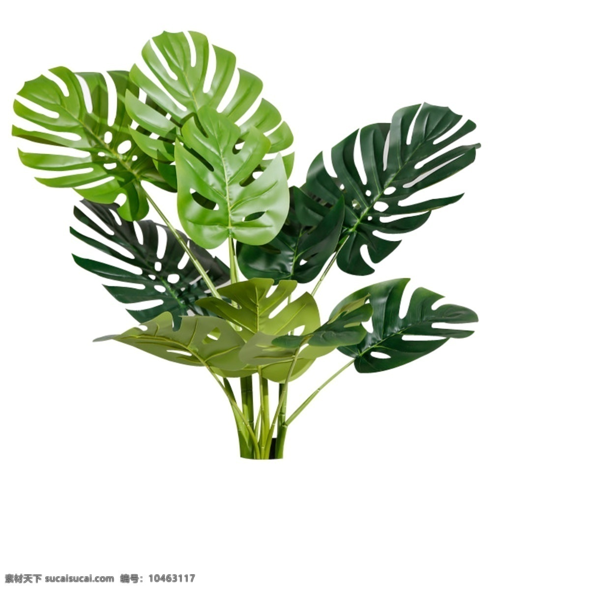 龟背竹 绿植 植物 盆栽 免抠素材 自然景观 自然风光