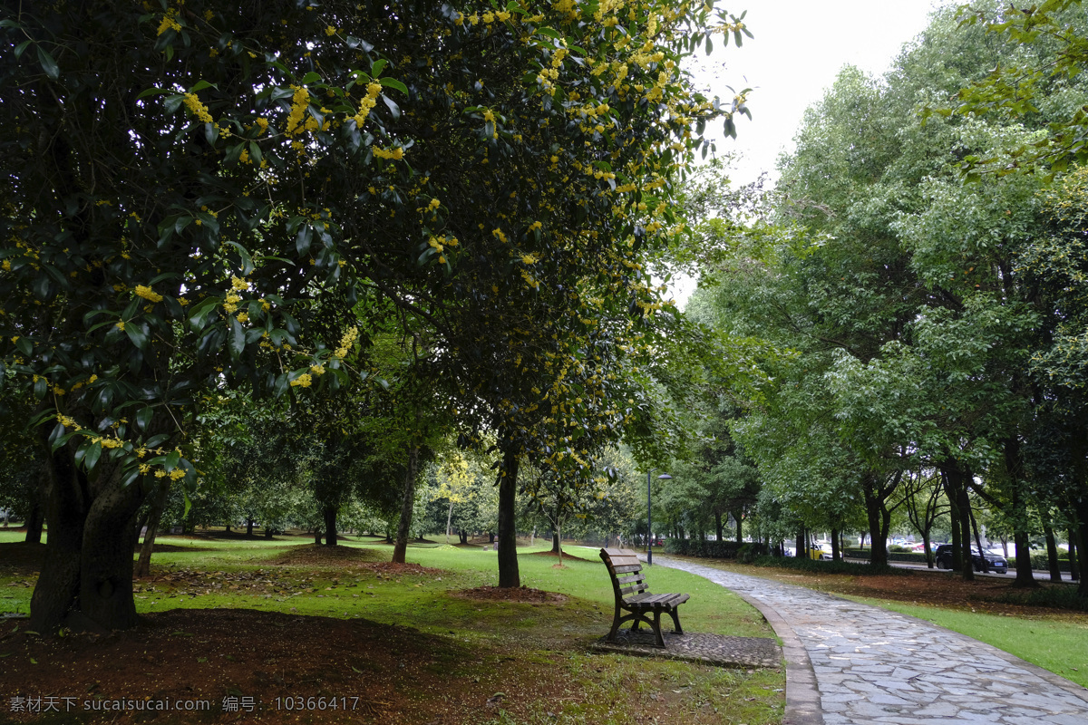 桂花樹圖片 大桂花樹 咸寧桂花 桂花林 桂花園 公園園林 桂花 樹木樹葉 園林 園林綠化 生物世界