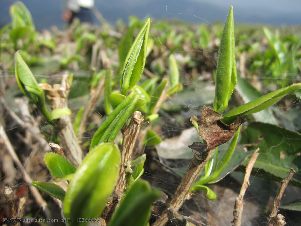 春茶 茶葉 云南大葉種 茶樹品種 茶 芽頭 茶園 茶樹 茶園風(fēng)光 樹木樹葉 生物世界 植物 自然 田園風(fēng)光 自然景觀