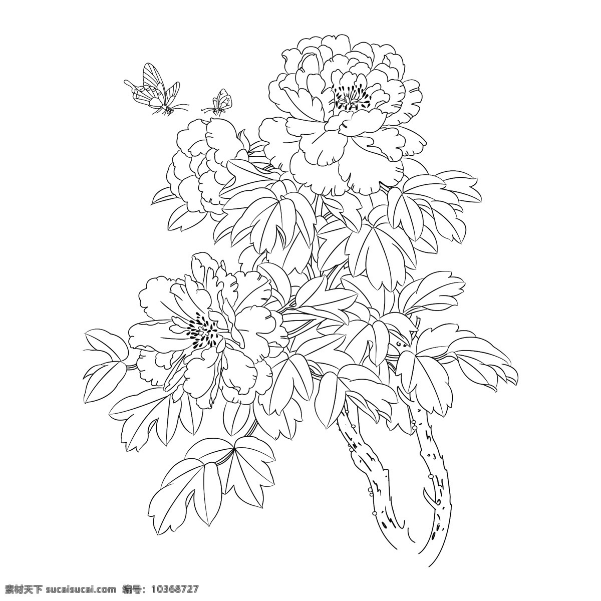 牡丹花 矢量牡丹 線描 黑白牡丹 矢量圖 花紋花邊